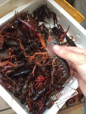 【图】福州生鲜水产配送小龙虾 大闸蟹批发配